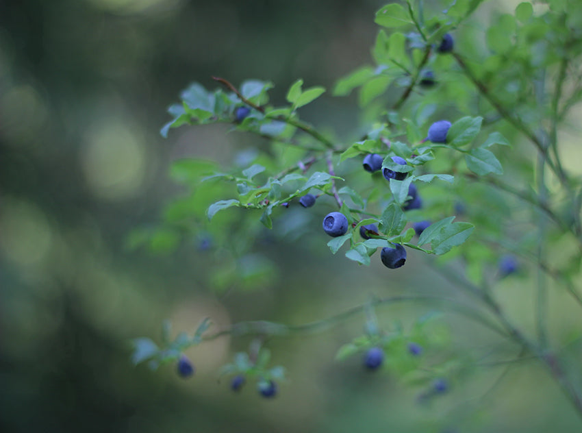 METTÄ wild blueberry