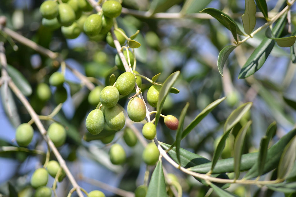 Essential Benefits and Uses of Cold Pressed Olive Oil