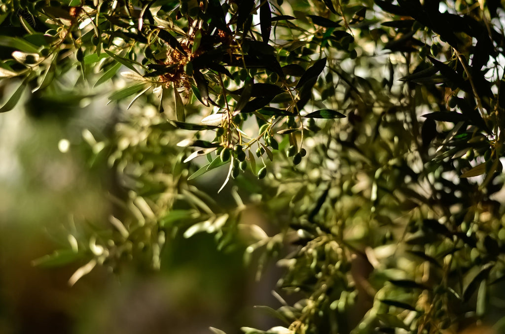Pivotal Olive Oil Benefits For Your Hair, Skin & Face