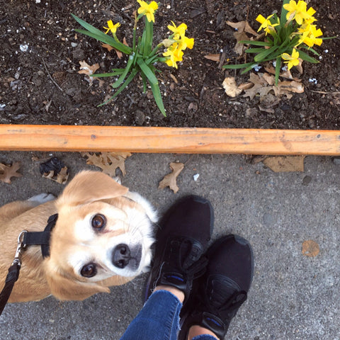 beagle mutt and daffodils