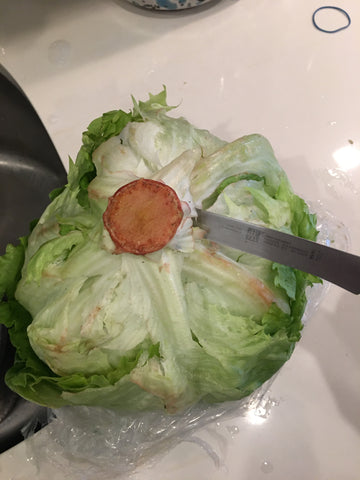 trim lettuce to re-root in water for indoor garden