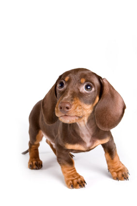 Dog Anxiety