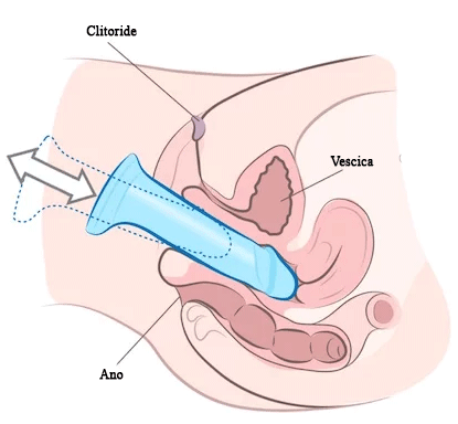 Dildo e vibratori tecnica scopare come i tori