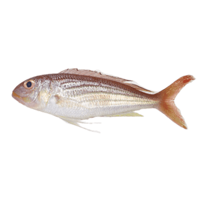 buy indian fish near me