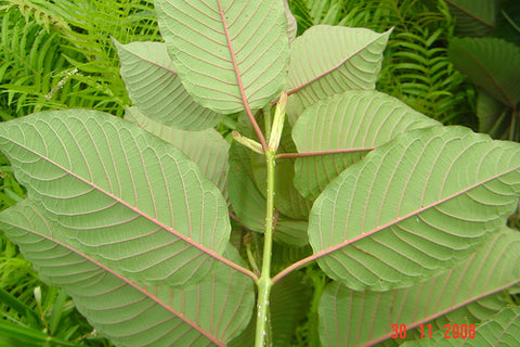 what is kratom