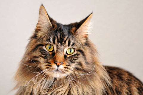 breedyshop Maine Coon | Pamper Your Pet