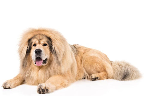 breedyshop Tibetan mastiff Facts Pamper Your Pet breedy breedyshop.com Park Talk