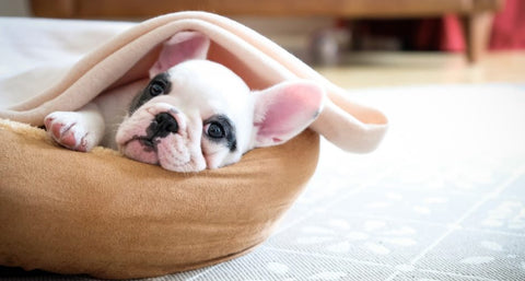 Breedyshop Park Talk Blog French Bulldog Pamper Your Pet