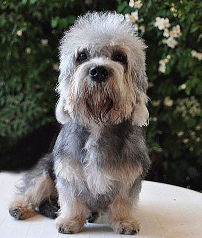 breedyshop LONDON breedy Dandie Dinmont Terrier