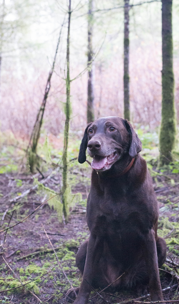 River the truffle-seeking dog