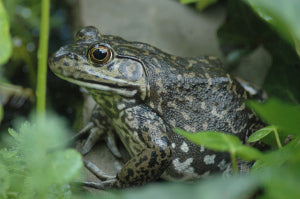 Close up of the Anna Pell House American Bullfrog
