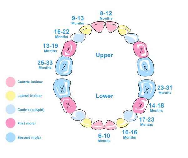 Baby teething tips. Baby teeth chart and the order milk teeth erupt. Is my baby teething and what to do to help soothe teething pain.