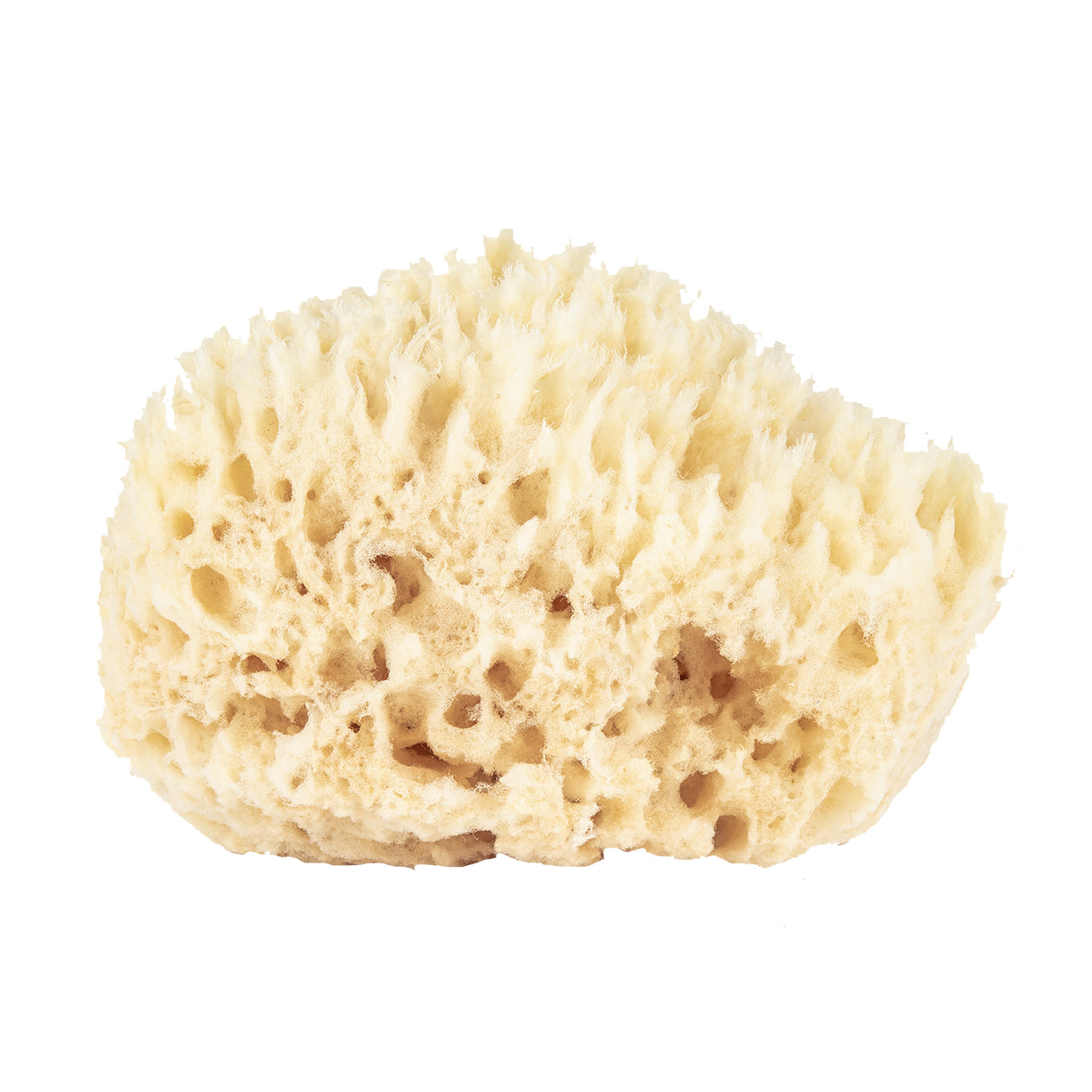 Paradise Goods Natural Yellow Sea Grass Sponge 5 INCHES. Perfect for Bath, Shower and Body Care. Softly Rough But Not Skin Irritating. Lathers & Washes Really Well 5
