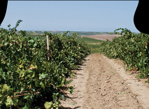 Alcesti Weine aus Marsala Sizilien online kaufen