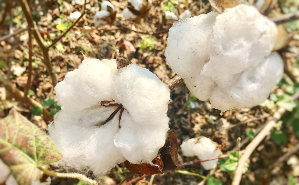 cotton bolls