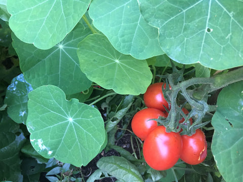 homegrown tomatoes