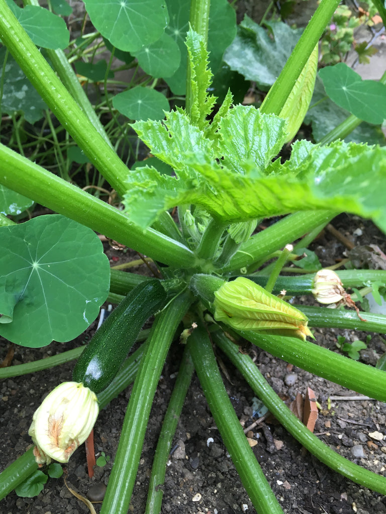 homegrown courgettes