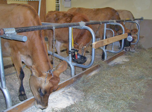 The Use Of Tie Stalls And Stanchions As A Means Of Restraint For