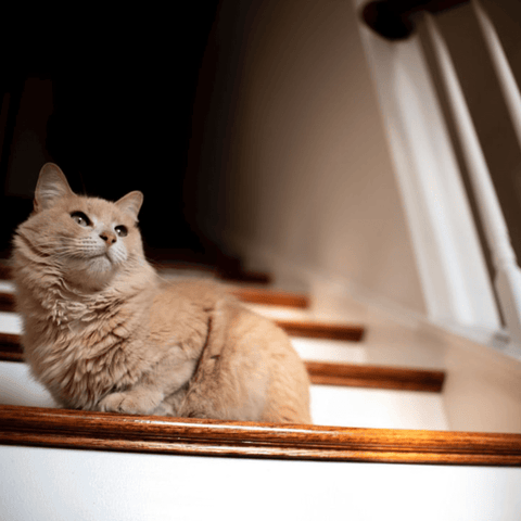 cat on a staircase