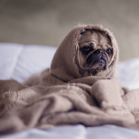 Stressed out pug