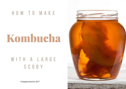 Large scoby instructions