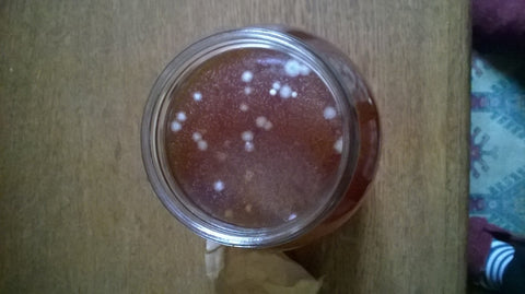 mouldy scoby3