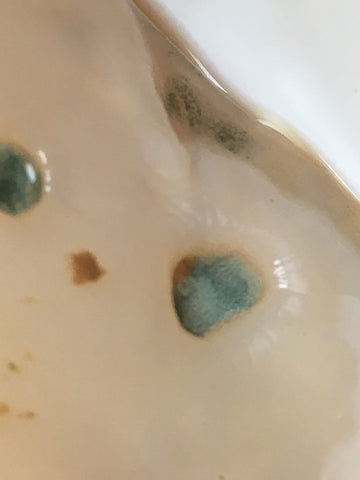 Mold in a kombucha scoby