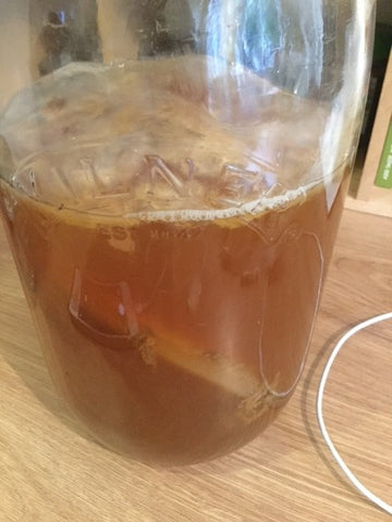 baby scoby growth