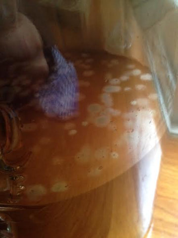 mouldy scoby