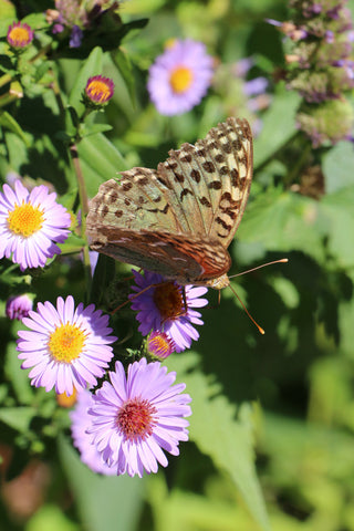 butterfly on top of aster flower