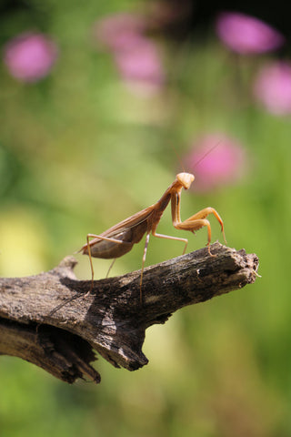 praying mantis in garden