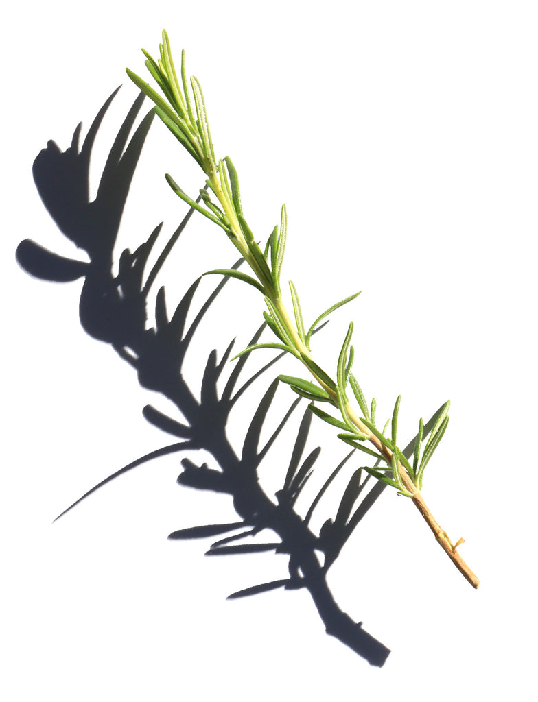 Rosemary, used in making my wife's soaps