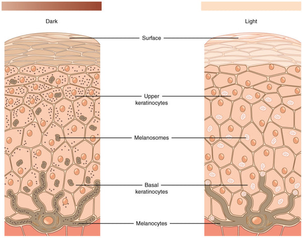 Pigment or melanin is formed deep in the basal layer of skin