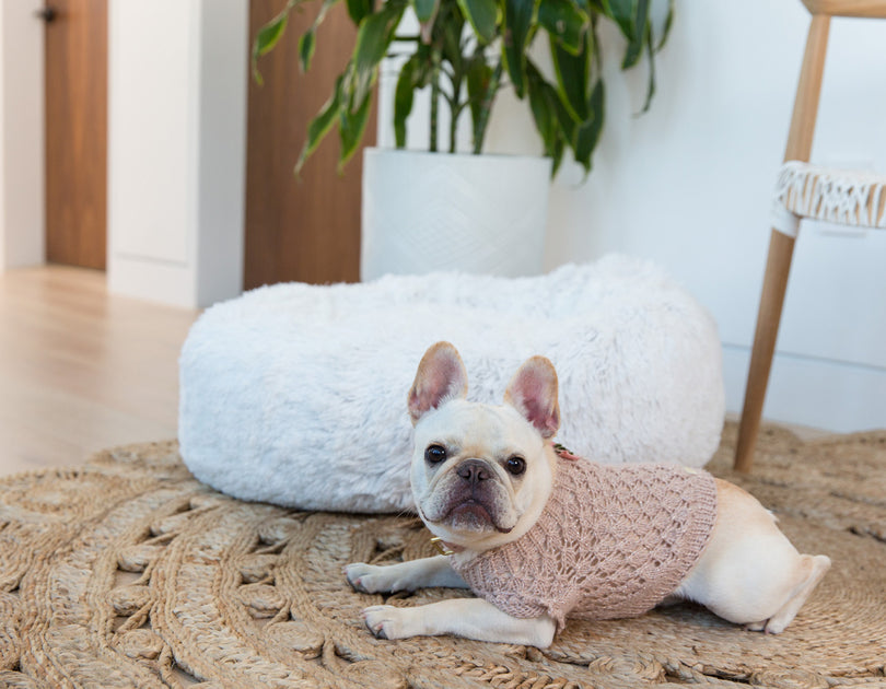 jax and bones donut bed