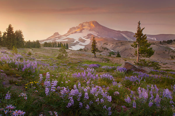 Mount Hood with Lupine at Timberline. 