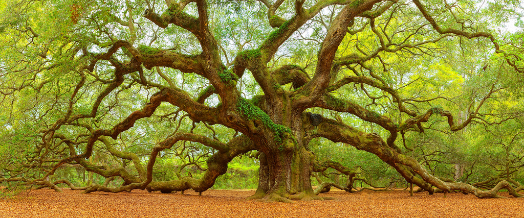 Fine art photography of the Angel Oak Tree. 