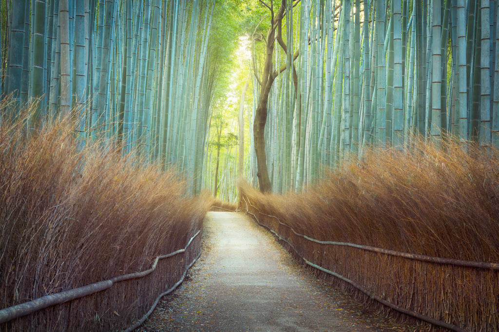Fine art nature photograph of bamboo in japan by Lijah Hanley. 