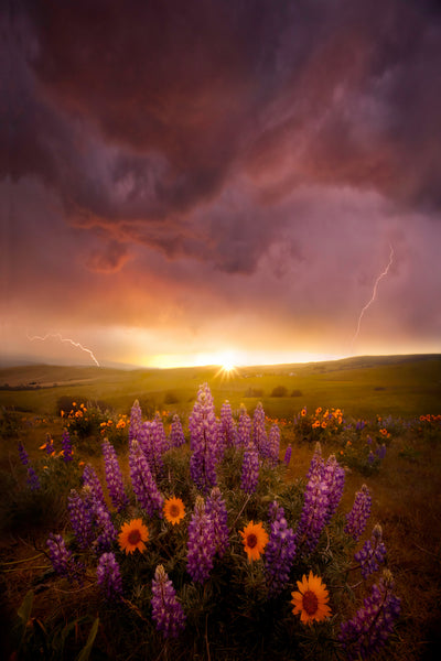 Sunflowers and Lupine in the Columbia Hills of Washington State. 