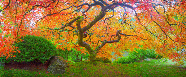 Japanese Maple in the Japanese Gardens in Portland. Limited Edition. 