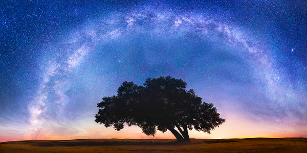 Milky Way over a tree in the Palouse Washington by Lijah Hanley. 