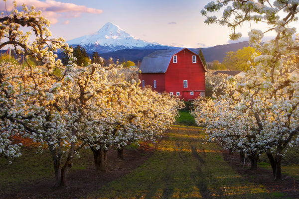 Hood river oregon with red barn and cherry blossoms. 
