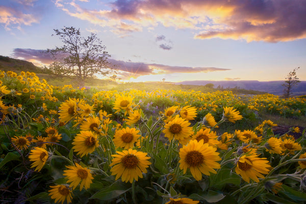 Balsam root sunflowers in Oregon. 