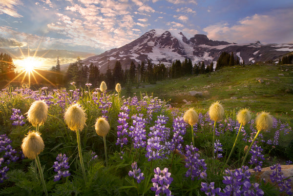 Mount Rainier National Park, Washington State Nature photography by Lijah Hanley. 