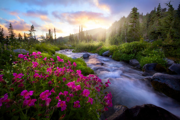 Paradise Creek in Mount Rainier National Park by Lijah Hanley Photography. 