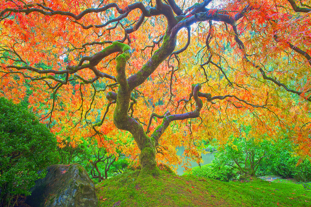 Autumn Japanese maple in the Japanese Gardens in Portland. 