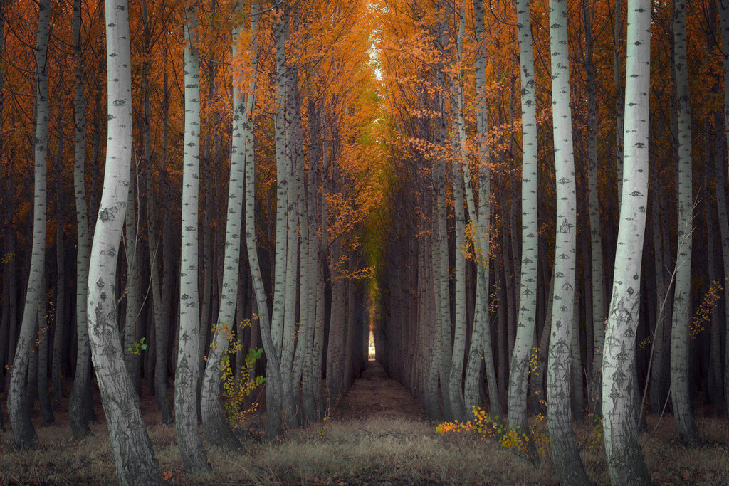 Amazing rows of autumn trees by Lijah Hanley. 