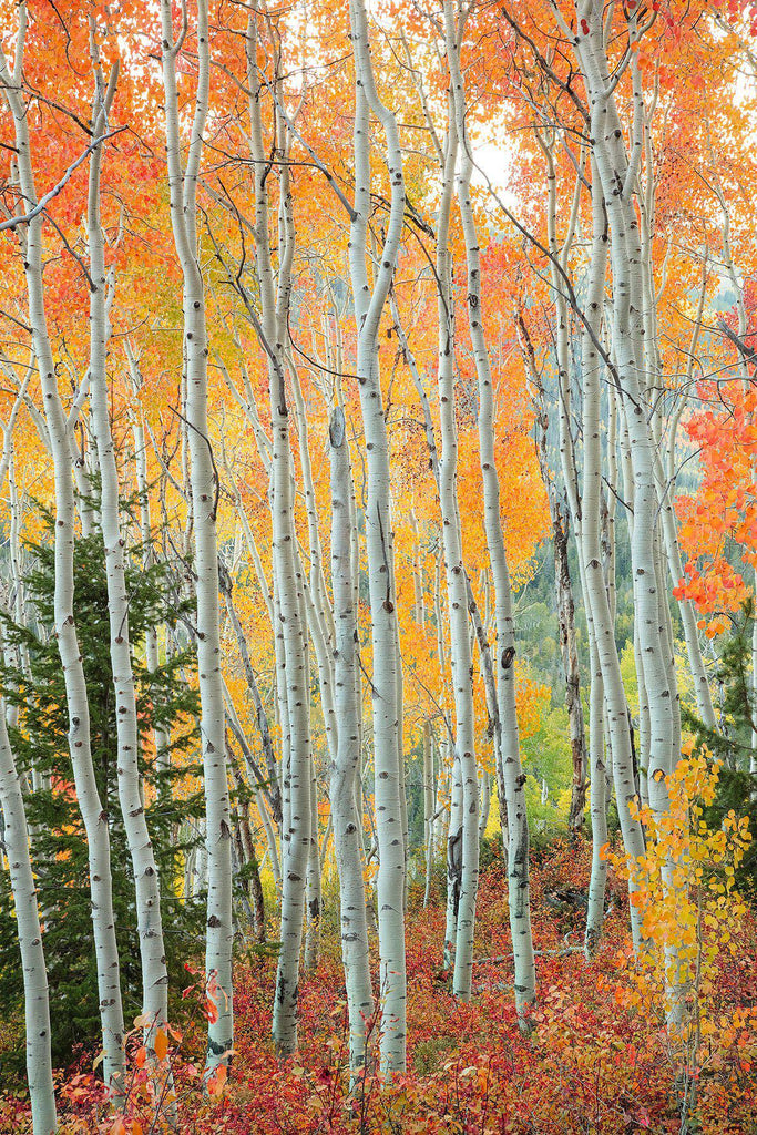 Amazing aspen trees in the fall by Lijah Hanley. 