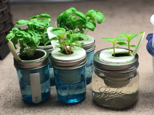 Click & Grow - Indoor Herb Garden Kit - Wall Farm - Kitchen Garden