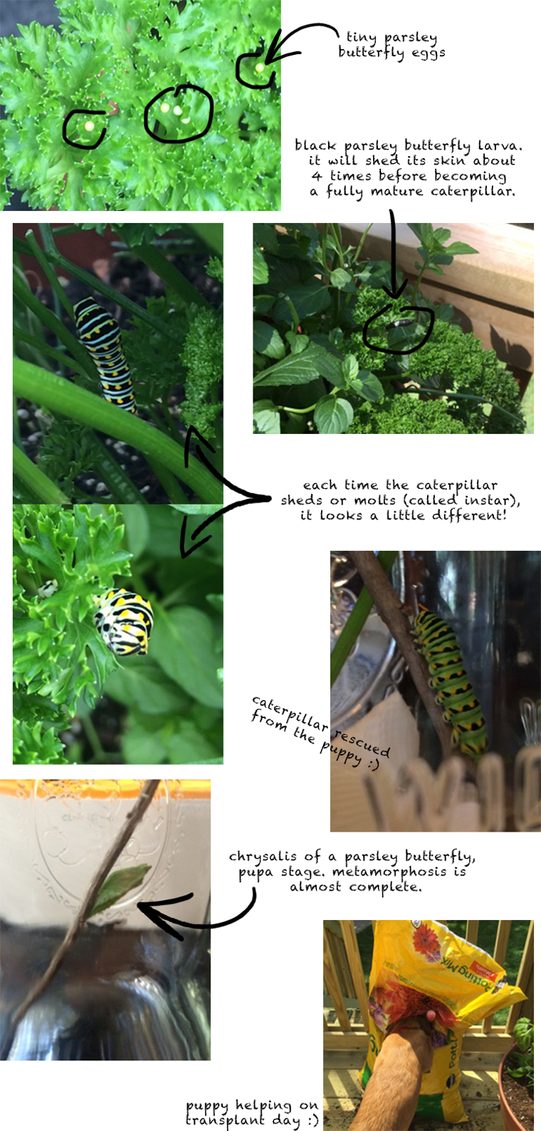 Attract butterflies with Click & Grow parsley