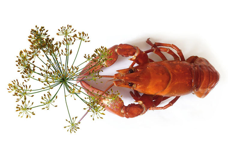 Lobster with dill